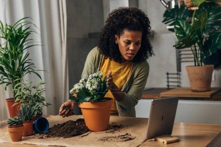Photo for A multiracial woman is potting a house plant and looking for instructions on tablet - Royalty Free Image