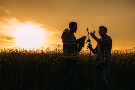 Téléchargez les photos : Deux agriculteurs regardant la racine sur la plante au coucher du soleil. - en image libre de droit