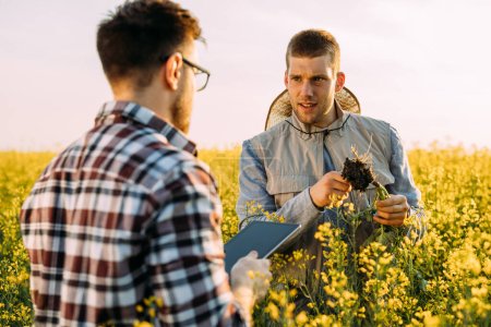 Foto de Dos científicos agrícolas están recolectando muestras de raíces para su examen en el campo rodeado de colza oleaginosa - Imagen libre de derechos
