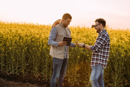 Téléchargez les photos : Deux agriculteurs examinent la racine de colza dans les champs - en image libre de droit