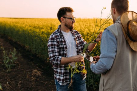 Téléchargez les photos : Un homme se tient debout avec son partenaire dans le champ et ils examinent la plante de colza oléagineux - en image libre de droit