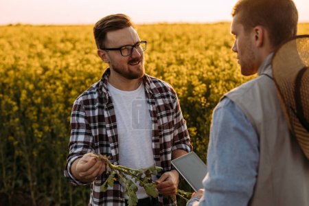 Téléchargez les photos : Deux agriculteurs examinent la racine du colza oléagineux dans le champ - en image libre de droit