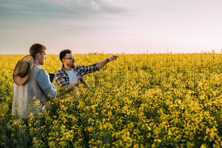 Téléchargez les photos : Deux agriculteurs se tiennent dans le champ de colza oléagineux. Temps de floraison. - en image libre de droit