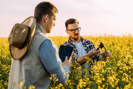 Téléchargez les photos : Deux hommes caucasiens dans les champs regardent la racine de la plante et l'examinent. - en image libre de droit