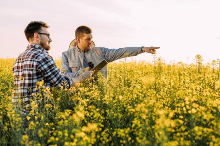 Téléchargez les photos : Deux agriculteurs se tiennent debout dans le champ entouré de plantes à fleurs jaunes et pointent quelque chose au loin. - en image libre de droit