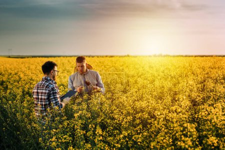 Photo for Two farmers are talking about the quality of the root of the oilseed rape plant in the field - Royalty Free Image