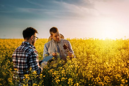 Téléchargez les photos : Deux agriculteurs se tiennent dans le champ entouré de cultures de colza et inspectent la racine - en image libre de droit