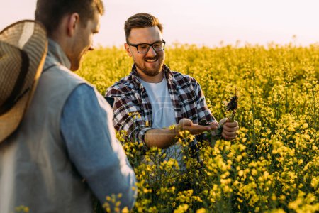 Téléchargez les photos : Des agriculteurs heureux se tiennent dans le champ en fleurs et regardent une racine saine d'une plante. - en image libre de droit