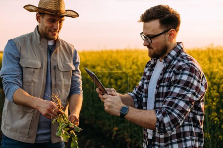 Téléchargez les photos : Deux agriculteurs examinent la racine du colza avec un comprimé en prenant une photo - en image libre de droit