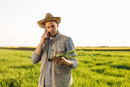 Téléchargez les photos : Un fermier se tient dans le champ de blé. Il regarde l'usine et passe un coup de fil. - en image libre de droit