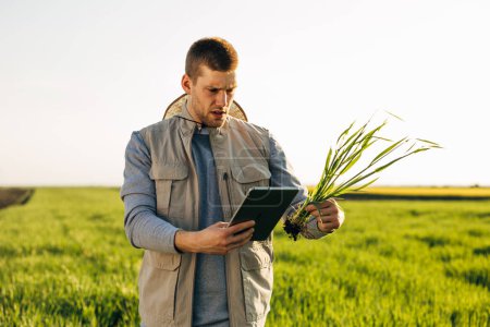 Téléchargez les photos : Un agriculteur caucasien fait un contrôle de qualité sur une plante avec une tablette tout en se tenant dans le champ de blé. - en image libre de droit