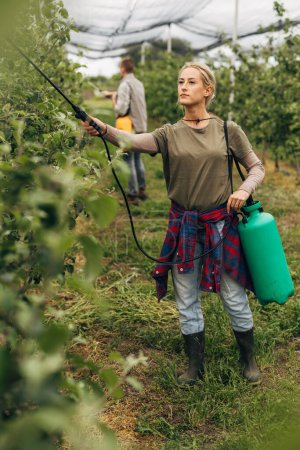 Foto de Una rubia caucásica está trabajando en una plantación de frutas. - Imagen libre de derechos