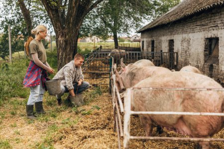 Foto de Dos personas trabajan juntas en la granja. Alimentar a los cerdos. - Imagen libre de derechos