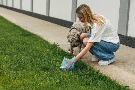 Photo for A woman picks up dogs excrement with a plastic bag on the street. - Royalty Free Image