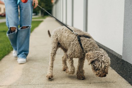 Photo for The dog sniffing the side walk. - Royalty Free Image