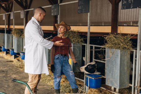 Téléchargez les photos : Un vétérinaire fait un bilan de santé sur un veau mignon à la ferme animale avec une cow-girl. - en image libre de droit