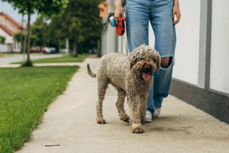 Photo for Adorable dog walks next to his owner. - Royalty Free Image