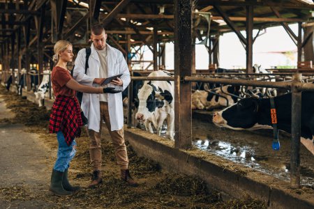 Une femme montre une vache dans une étable et parle à un vétérinaire de ferme.