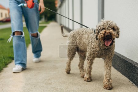 Téléchargez les photos : Promenade du chien en laisse. - en image libre de droit