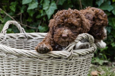 Photo for Adorable puppy in a basket looking at the camera. - Royalty Free Image