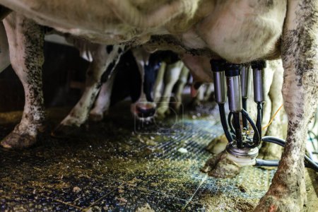 Téléchargez les photos : Machines à traire traire les vaches dans une ferme industrielle. - en image libre de droit