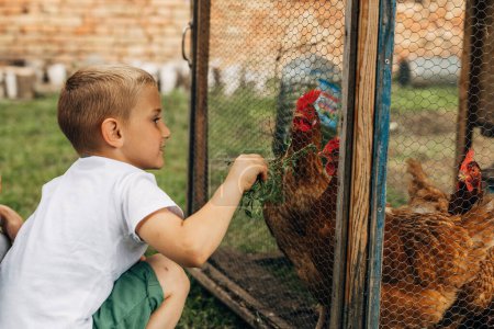Photo for Side view of cute little boy feeding chickens some grass - Royalty Free Image