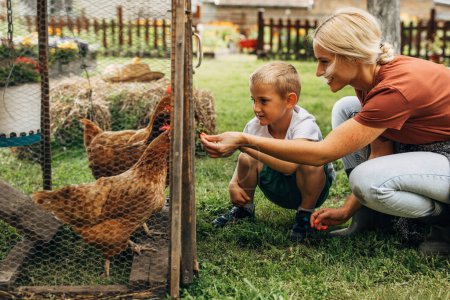 Foto de Madre e hijo están alimentando a los pollos en una jaula con hierba fresca - Imagen libre de derechos