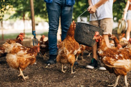Foto de Los pollos esperan ser alimentados por el granjero. - Imagen libre de derechos