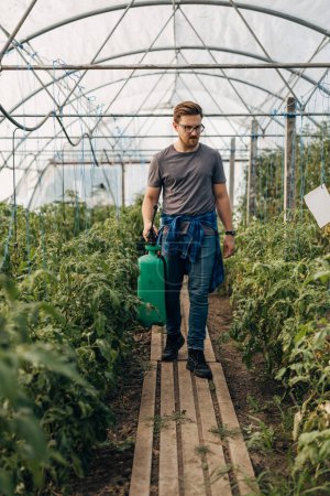 Foto de Hombre caucásico trae rociador a un invernadero lleno de plantas de tomate. - Imagen libre de derechos