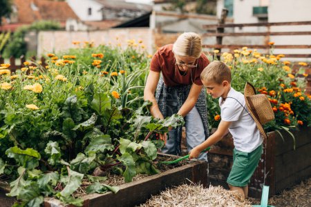 Photo for Caucasian boy is hoeing the earth in the bedding around vegetables with a gardening tool. His mother helps him. - Royalty Free Image