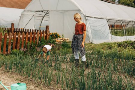 Téléchargez les photos : Son fils cueille des oignons de printemps dans le sol. jardinage mère et fils. - en image libre de droit