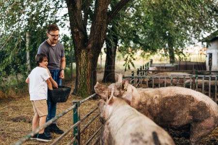 Téléchargez les photos : Père et fils nourrissant les cochons ensemble. - en image libre de droit