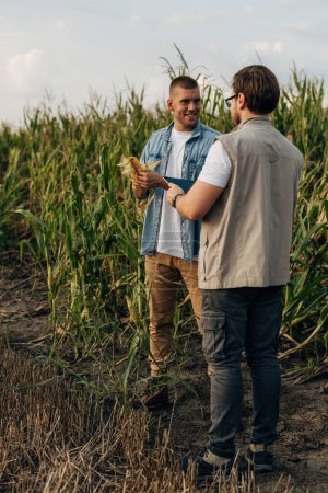 Foto de Dos hombres caucásicos de pie en el campo de maíz e inspeccionando su cosecha. - Imagen libre de derechos