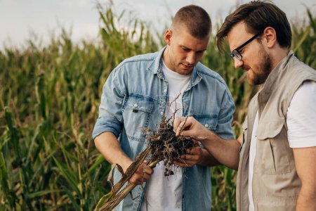 Foto de Dos hombres caucásicos revisando la raíz de una planta en el campo. - Imagen libre de derechos