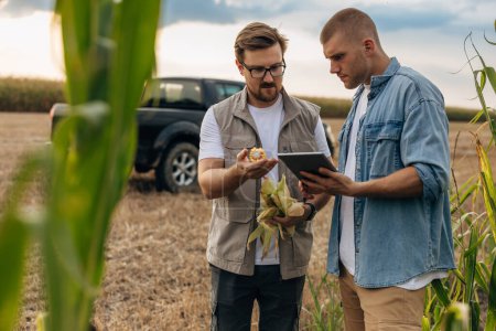 Téléchargez les photos : Deux agriculteurs à la recherche d'une récolte de maïs. - en image libre de droit
