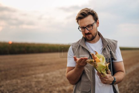 Foto de El granjero está parado en su tierra de cultivo y mirando el grano de maíz. - Imagen libre de derechos