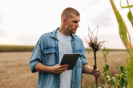 Photo for Handsome Caucasian farmer is examining plants in the field. - Royalty Free Image
