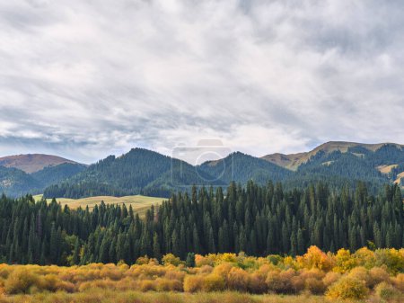 Photo for Autumn scenery with mountain, forest, trees and bushes in xinjiang, china - Royalty Free Image