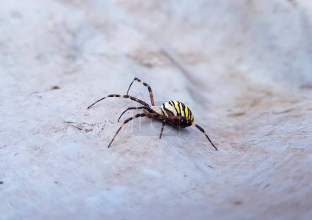 araignée sur le sol