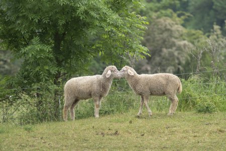 ovejas en el pasto