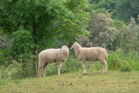 moutons dans le pâturage