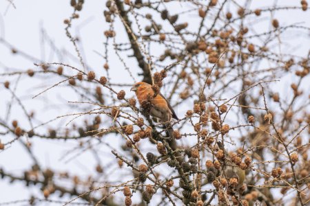Crossbill foraging in a larch tree