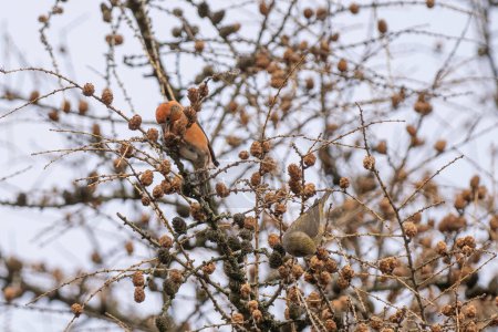 Photo for Crossbill foraging in a larch tree - Royalty Free Image