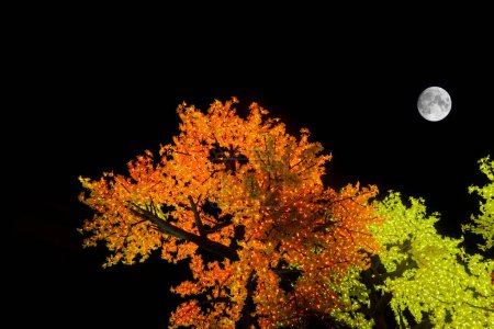 Foto de Las hojas del otoño y la luna - el espectáculo moderno de luz - Imagen libre de derechos