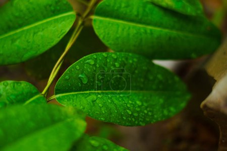 Photo for Green leaf with water drop background - Royalty Free Image