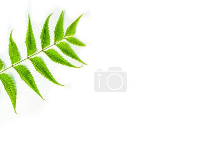 Téléchargez les photos : Azadirachta indica neem leaves isolated on white background - en image libre de droit