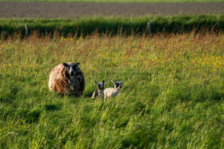 Foto de En el prado en la naturaleza hay un hermoso cordero joven - Imagen libre de derechos