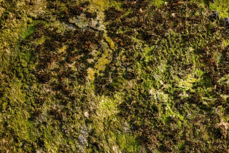 Lush green moss texture on natural rock surface, organic moss pattern
