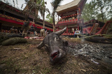 Foto de Tana Toraja Buffalo Sacrificio Funeral Ritual - Imagen libre de derechos