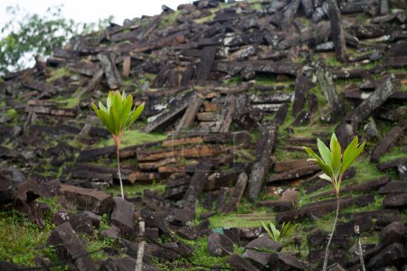 Foto de Crecen pequeños árboles en el área del sitio megalítico, Gunung Padang, Cianjur, Java Occidental Indonesia - Imagen libre de derechos